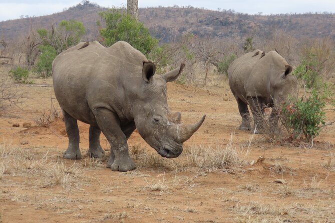 Kruger National Park - Private Sunrise Half day Safari trip. - Seven hours of searching for the Big 5