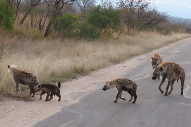 Kruger National Park - Private Sunrise Half day Safari trip. - A comfort stop at the main rest camp