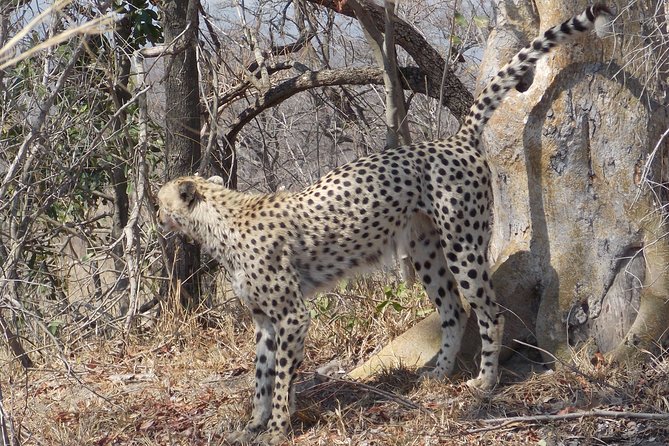 Kruger National Park - Private Sunrise Half day Safari trip. - Returning to Hazyview after the morning drive