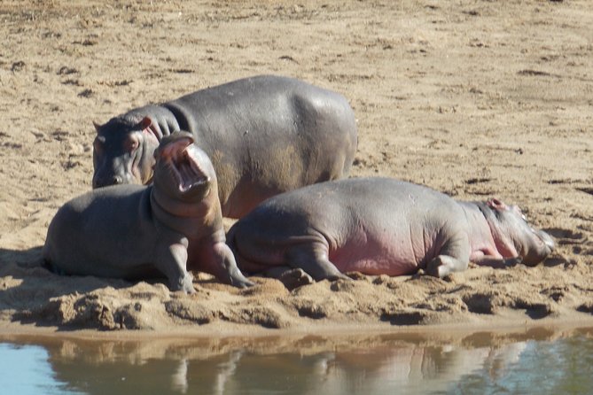 Kruger National Park - Private Sunrise Half day Safari trip. - What the $163.34 price really covers