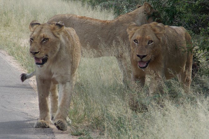 Kruger National Park - Private Sunrise Half day Safari trip. - The driver-guide can shape the whole morning