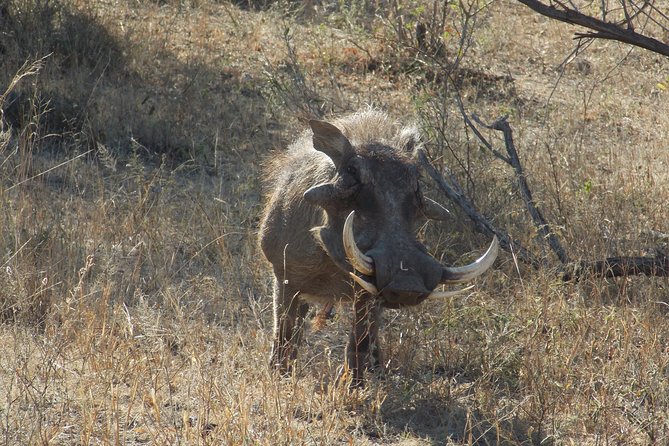 Kruger National Park - Private Sunrise Half day Safari trip. - Entering Kruger through Phabeni Gate