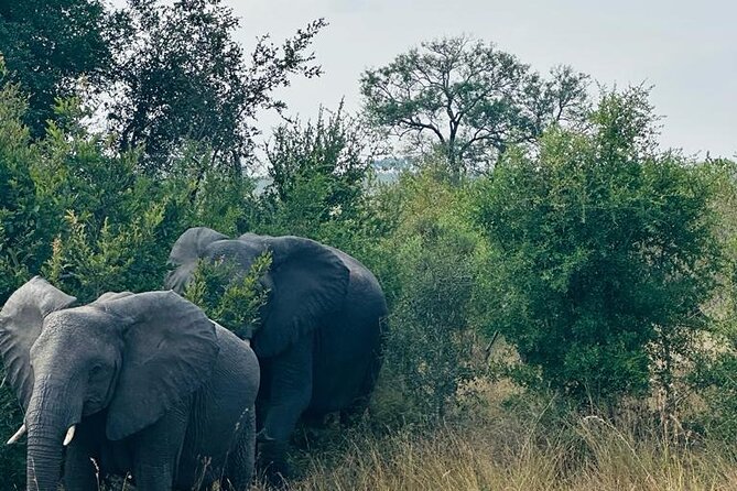 Kruger National Park, Safari Game Drive. - What the Big Five sightings are really worth