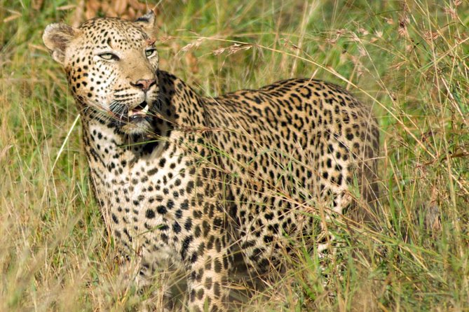 Kruger National Park, Safari Game Drive. - Heat, comfort, and the shape of the day