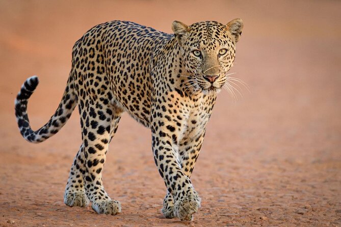 Kruger National Park, Safari Game Drive. - Is $103.89 a fair price?