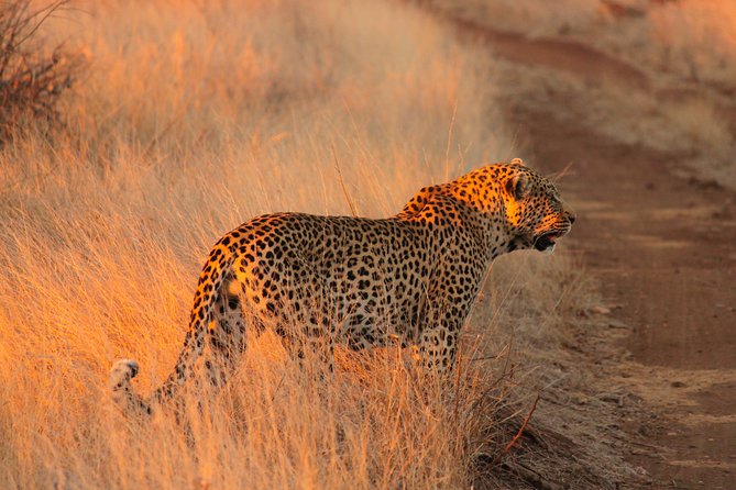Kruger National Park Sunrise Half-Day Safari Tour - Key points before you book
