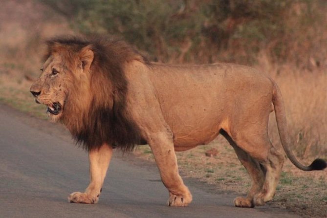 Kruger National Park Sunrise Half-Day Safari Tour - Why a private sunrise drive works so well
