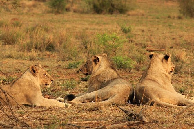 Kruger National Park Sunrise Half-Day Safari Tour - The 8 a.m. comfort break