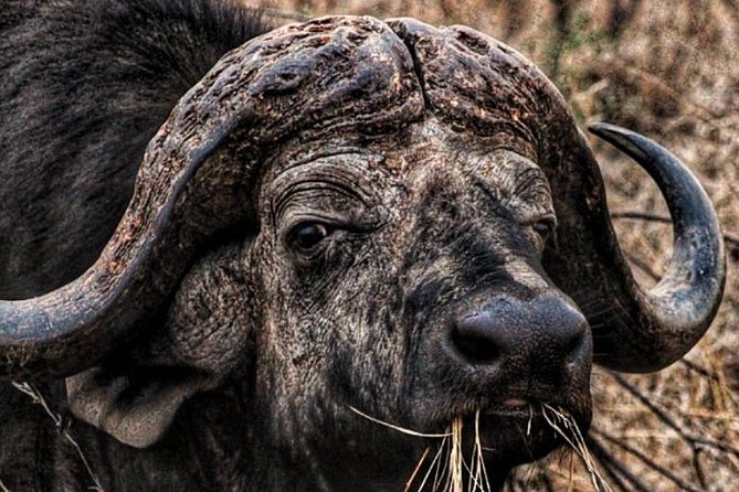 Kruger National Park Sunrise Half-Day Safari Tour - The guide makes the difference