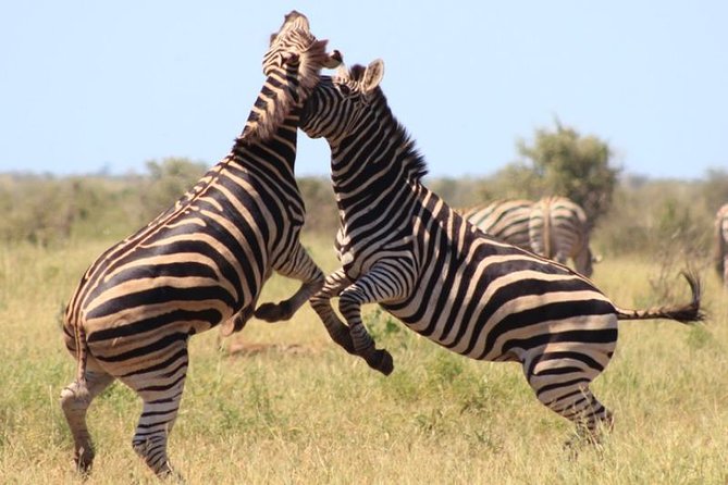 Kruger National Park Sunrise Half-Day Safari Tour - Wildlife: expect variety, not certainty