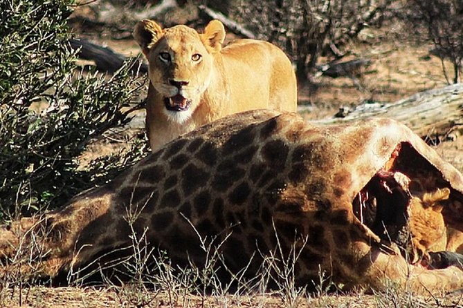 Kruger National Park Sunrise Half-Day Safari Tour - Families, children, and practical limits