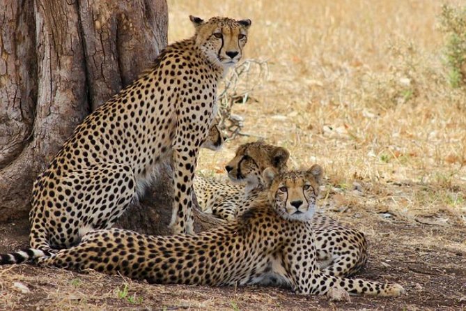Kruger National Park Sunrise Half-Day Safari Tour - The early start and the first hours in Kruger