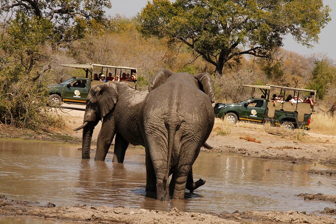Kruger National Park sunrise Morning Private safari - Searching For The Big Five