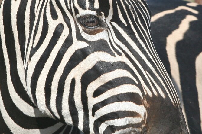 Kruger Park - Full day - Private safari vehicle - A 5:30 a.m. start from Hoedspruit
