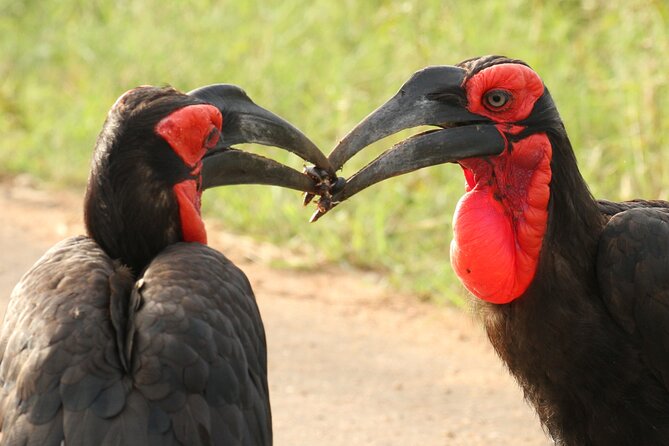 Kruger Park - Full day - Private safari vehicle - Why the guide matters more than the animal list