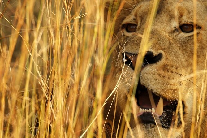 Kruger Park - Full day - Private safari vehicle - Food, comfort, and the realities of a long day