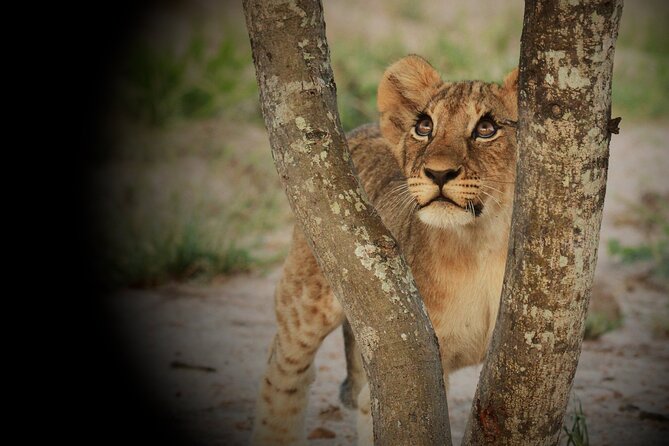 Kruger Park - Full day - Private safari vehicle - Price and what the $187.58 really buys