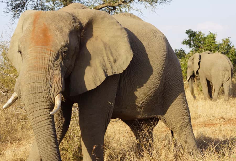 Kruger Park Safari from Maputo - Why this Maputo to Kruger trip works