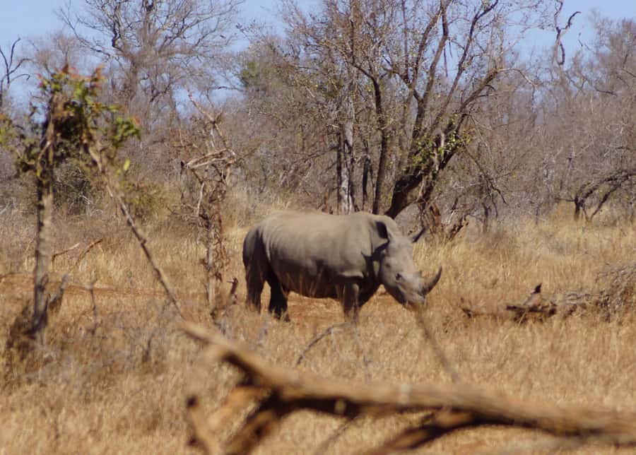 Kruger Park Safari from Maputo - Entering Kruger at about 7:30