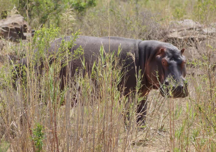 Kruger Park Safari from Maputo - What the $270 price really covers
