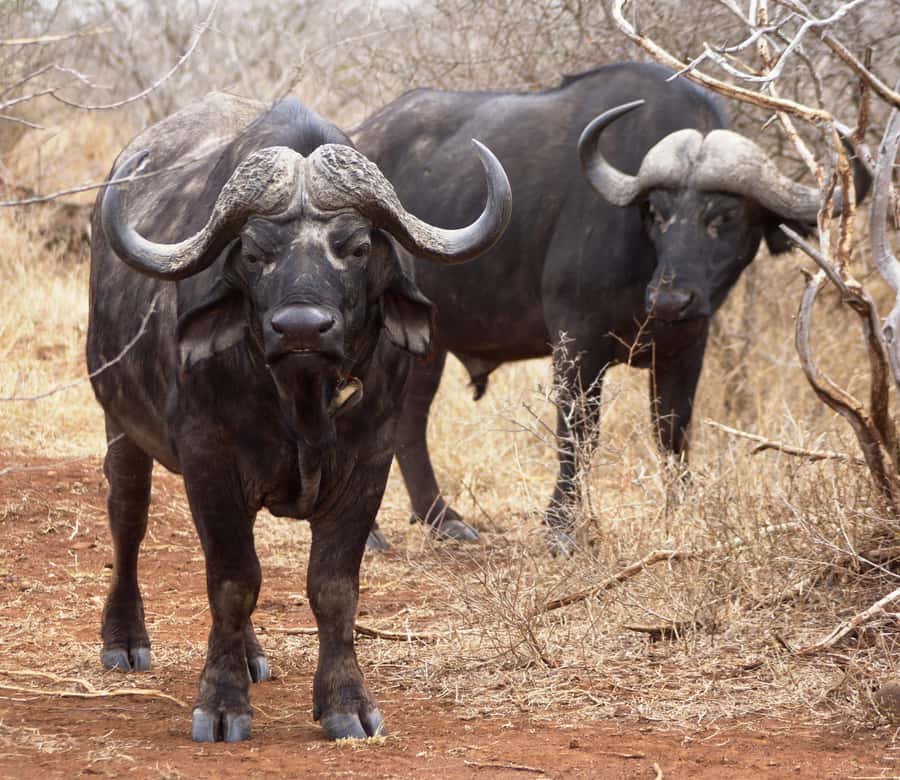 Kruger Park Safari from Maputo - Practical advice for making the day easier