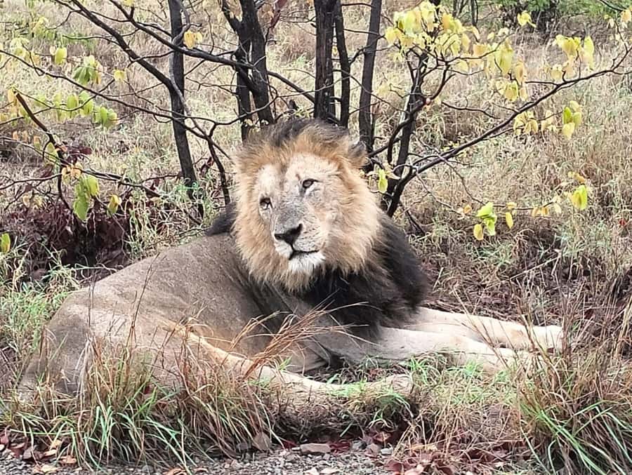Kruger Park Safari from Maputo - The early pickup and border crossing