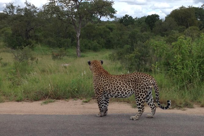 Kruger Park Safari: Guided Day Tour from Nelspruit - Why This Nelspruit Safari Works Well