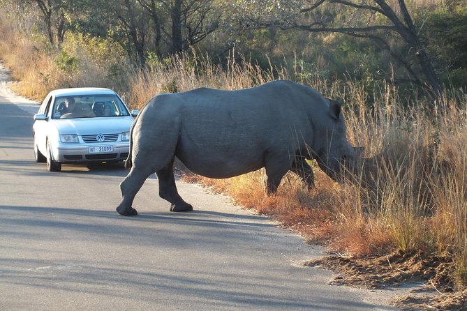 Kruger Park Safari: Guided Day Tour from Nelspruit - What The Game Drives Are Like