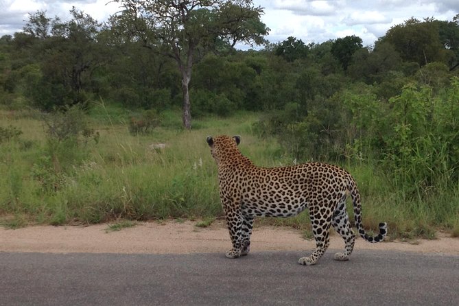 Kruger Park Safari: Guided Day Tour from Nelspruit - Guides Who Shape The Experience