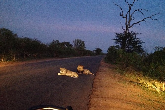 Kruger Park Safari: Guided Day Tour from Nelspruit - Is $94.90 Good Value?