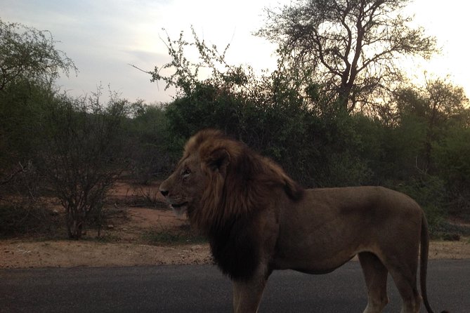 Kruger Park Safari: Guided Day Tour from Nelspruit - The 5:00 a.m. Pickup From Nelspruit