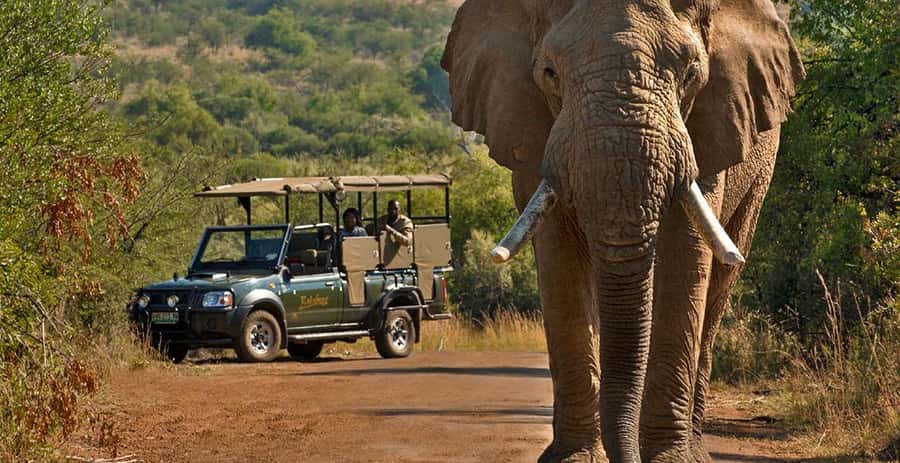 Kruger Park Scheduled Full day Safari Drive from Hoedspruit - Why the early start matters in Kruger