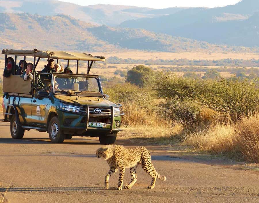 Kruger Park Scheduled Full day Safari Drive from Hoedspruit - Mid-morning stops at water and viewpoints