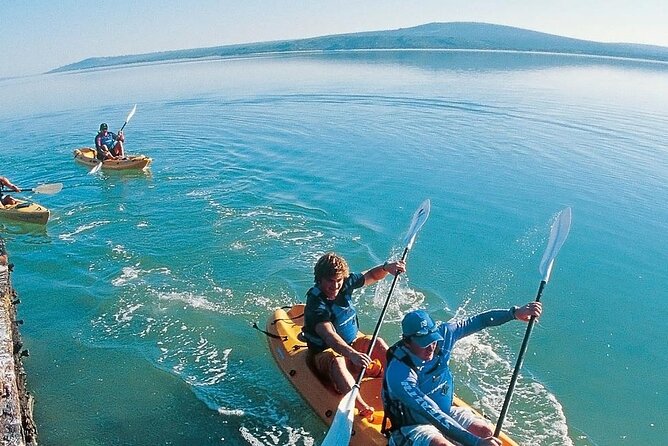 Langebaan Lagoon Island Kayak Experience - Cape fur seals and the Great Africa Sea Forest