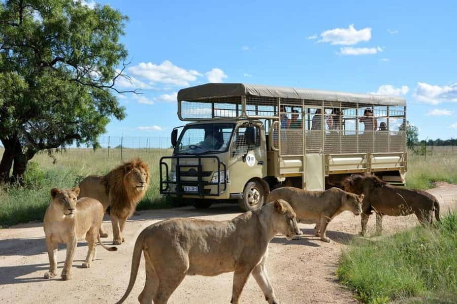 Lion Park Tour in Open Safari Vehicle - Meeting the White Lions and Other Predators
