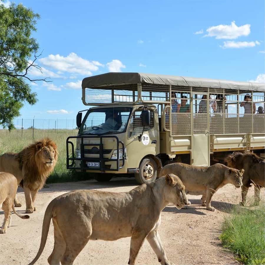 Lion Park Tour in Open Safari Vehicle - What the Conservation Focus Means for Your Visit