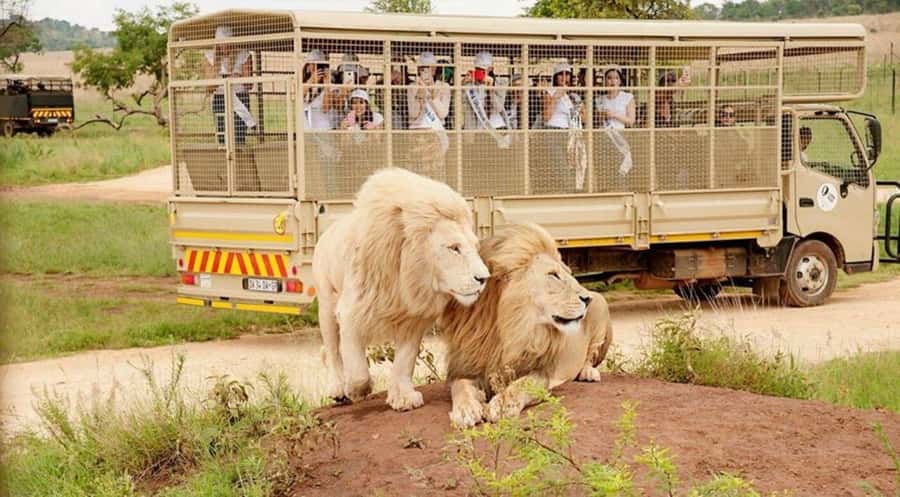 Lion Park Tour in Open Safari Vehicle - Is $118 a Fair Price?