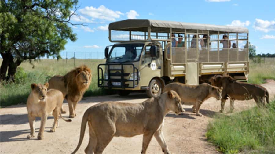 Lion Park Tour in Open Safari Vehicle - Who Will Enjoy This Four-Hour Outing?