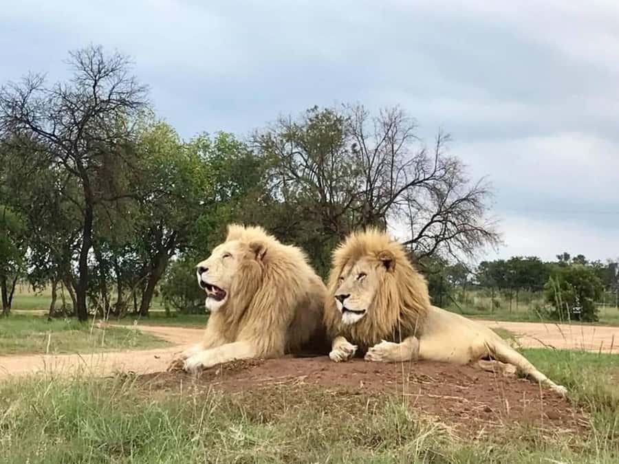 Lion Park Tour in Open Safari Vehicle - Should You Book the Lion Park Tour?