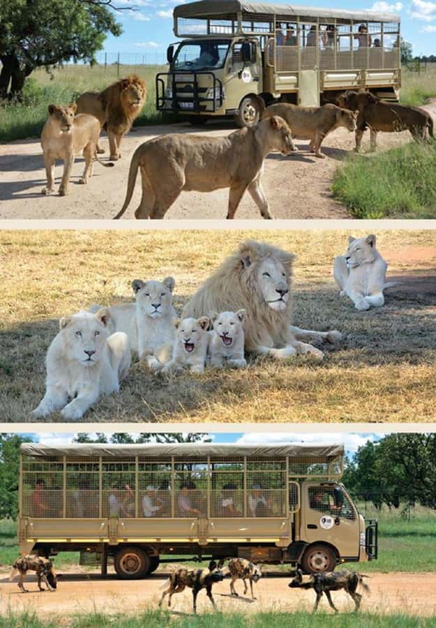 Lion Park Tour in Open Safari Vehicle - FAQ