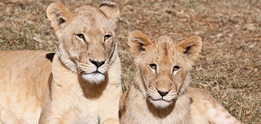 Lion Park Tour in Open Safari Vehicle - The Open Safari Vehicle Makes the Difference