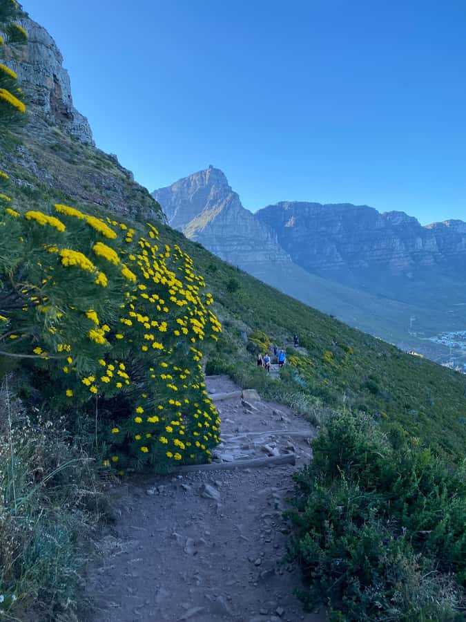 Lion's Head Hike: Cape Town - Sunrise or Sunset Hike - What the guide adds beyond directions