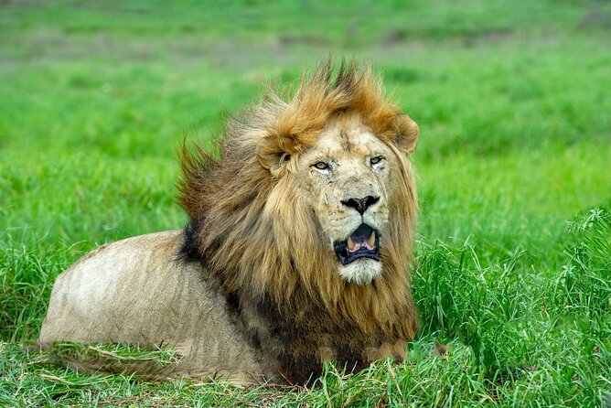 Lion & Safari Park - Price and what you receive for $89.46