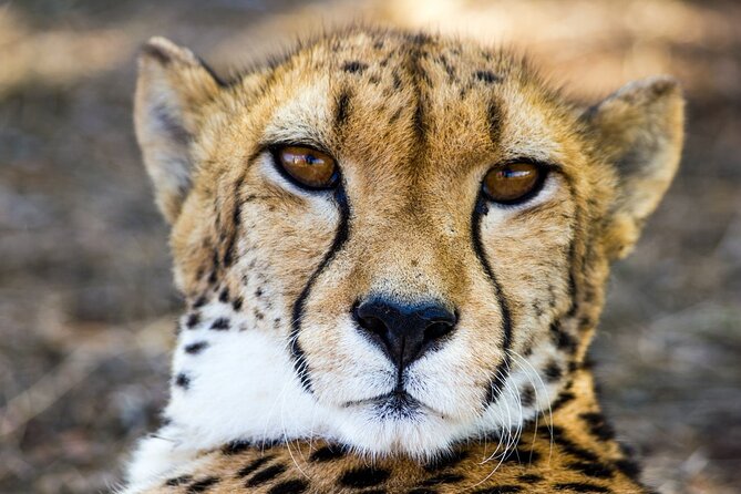 Lion & Safari Park - Comfort, group size, and practical planning