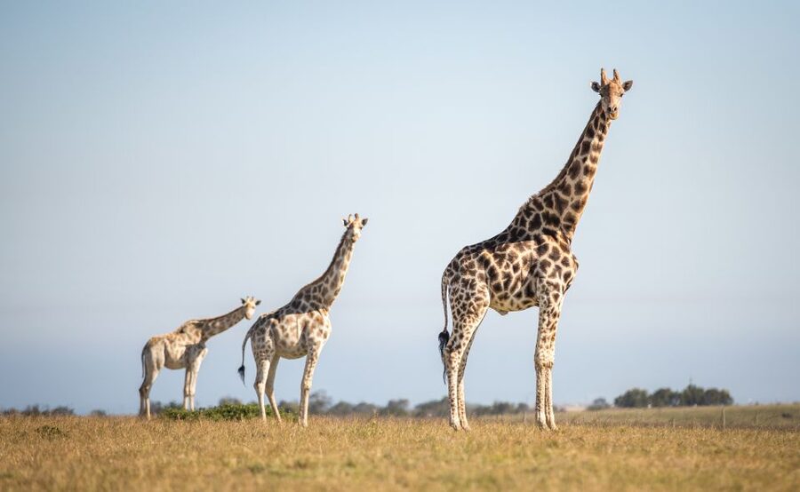 Little Brak River: Botlierskop Guided Game Drive - Why Botlierskop Works Near Mossel Bay