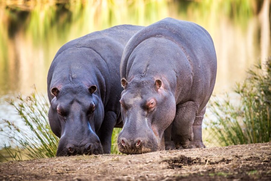 Little Brak River: Botlierskop Guided Game Drive - Three Hours on Rough Mountain Tracks
