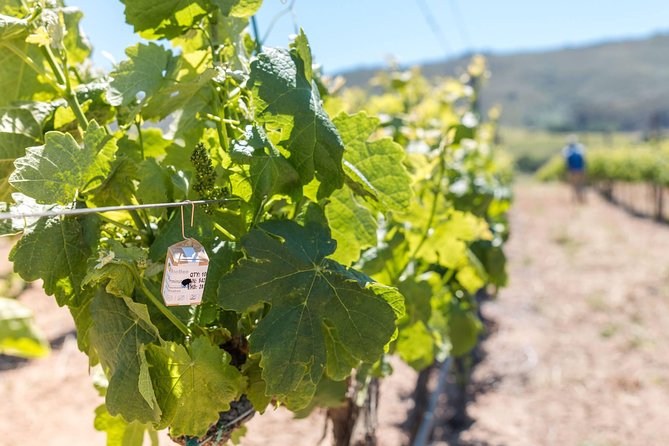 Luxury Wine Tour with Lunch - What You Actually Get for $215.74
