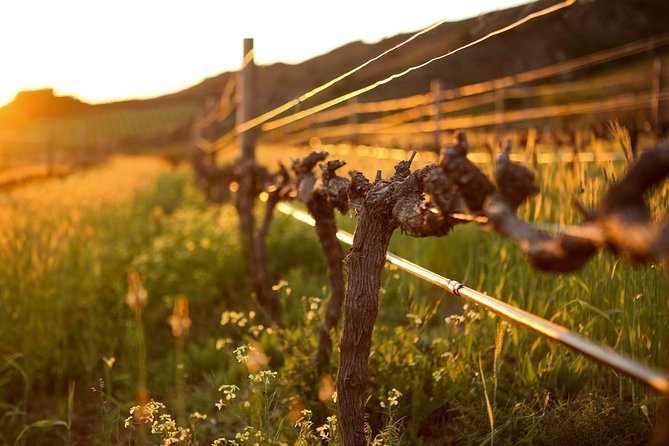 Luxury Wine Tour with Lunch - Stellenbosch Brings Wine, Food, and Mountain Views