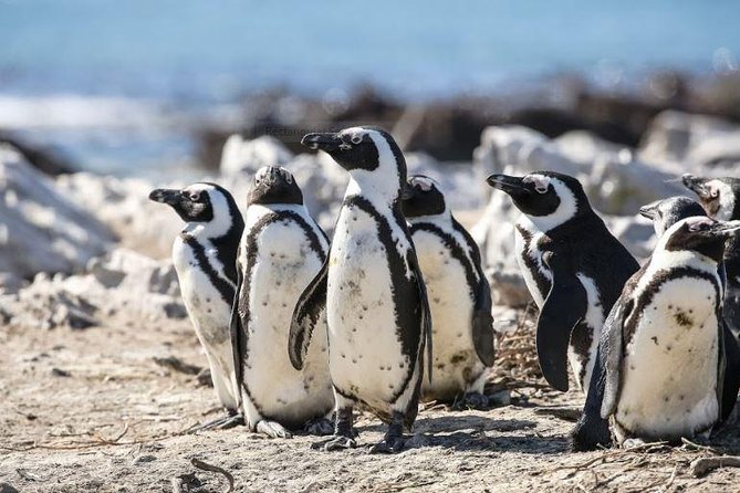 Marine Big 5 Full Day Guided Return Transfer Cape Town - Gansbaai - What this Cape Town to Gansbaai day really involves
