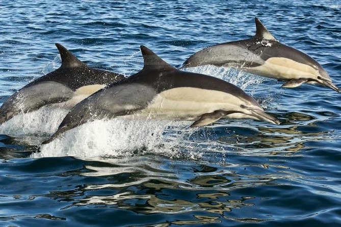 Marine Big 5 Full Day Guided Return Transfer Cape Town - Gansbaai - Hermanus harbor and the two-hour marine cruise